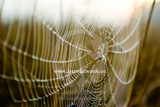 A spider with a fly in the centre of its web covered in dew at dawn. Mount Duneed Recreation Reserve, Mount Duneed, Victoria, Australia.