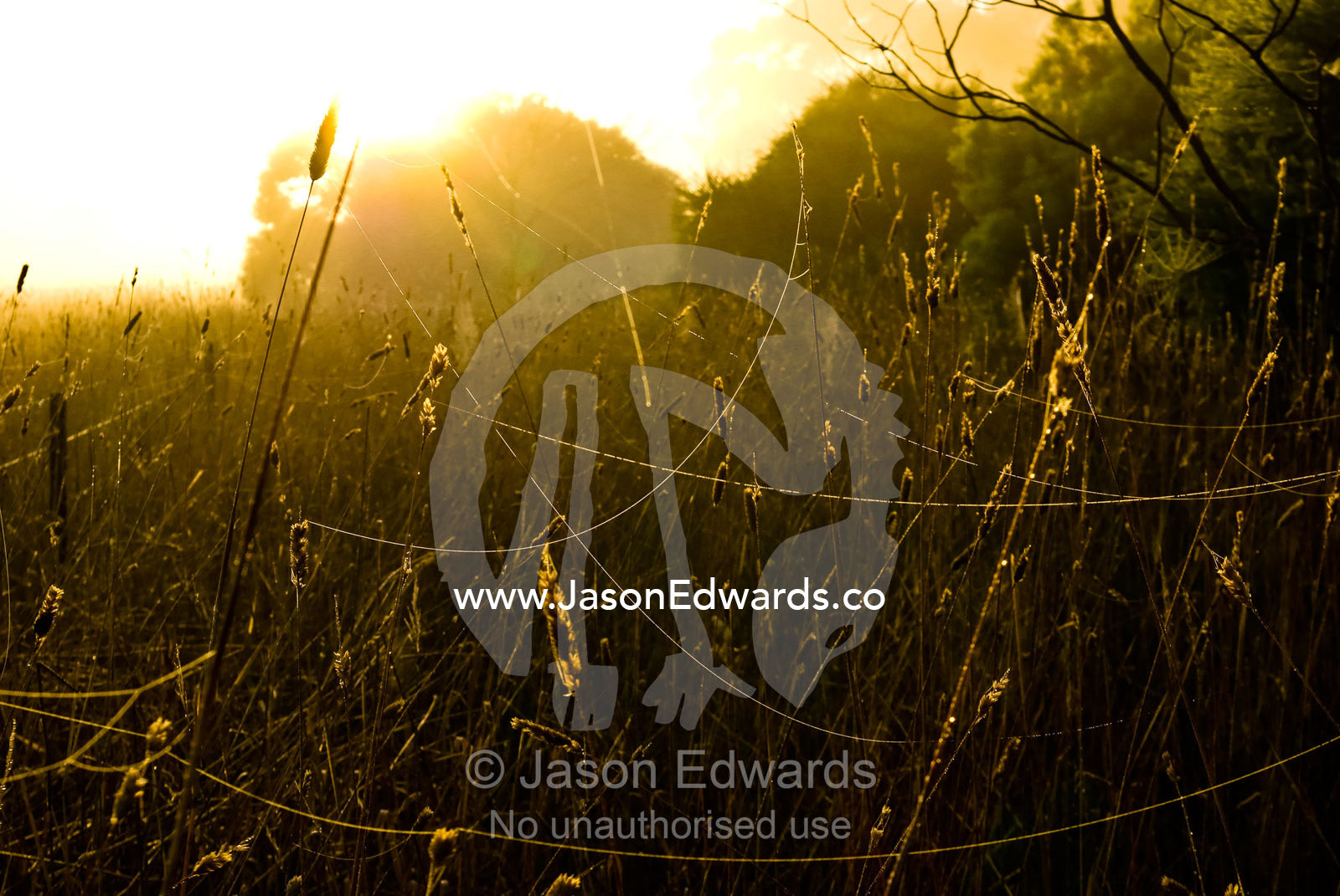 Tangled spider webs stretch between stalks of grass in a dawn field. Mount Duneed Recreation Reserve, Mount Duneed, Victoria, Australia.