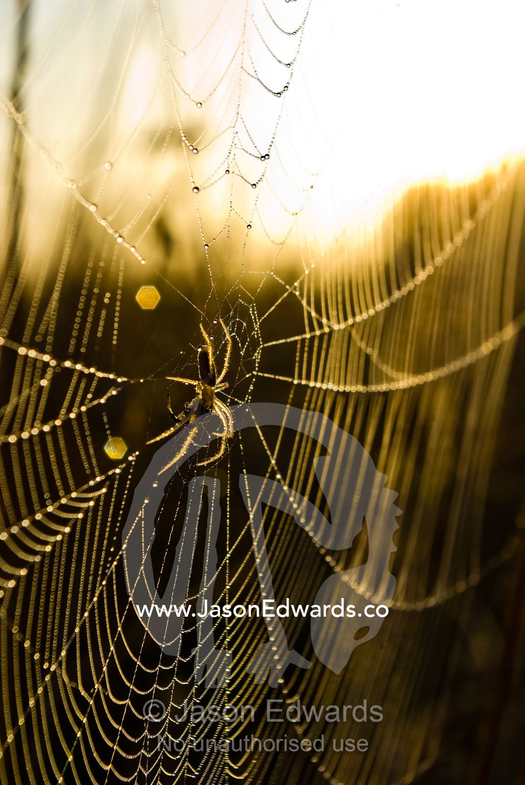 A spider clings to the centre of its web covered in dew at dawn. Mount Duneed Recreation Reserve, Mount Duneed, Victoria, Australia.