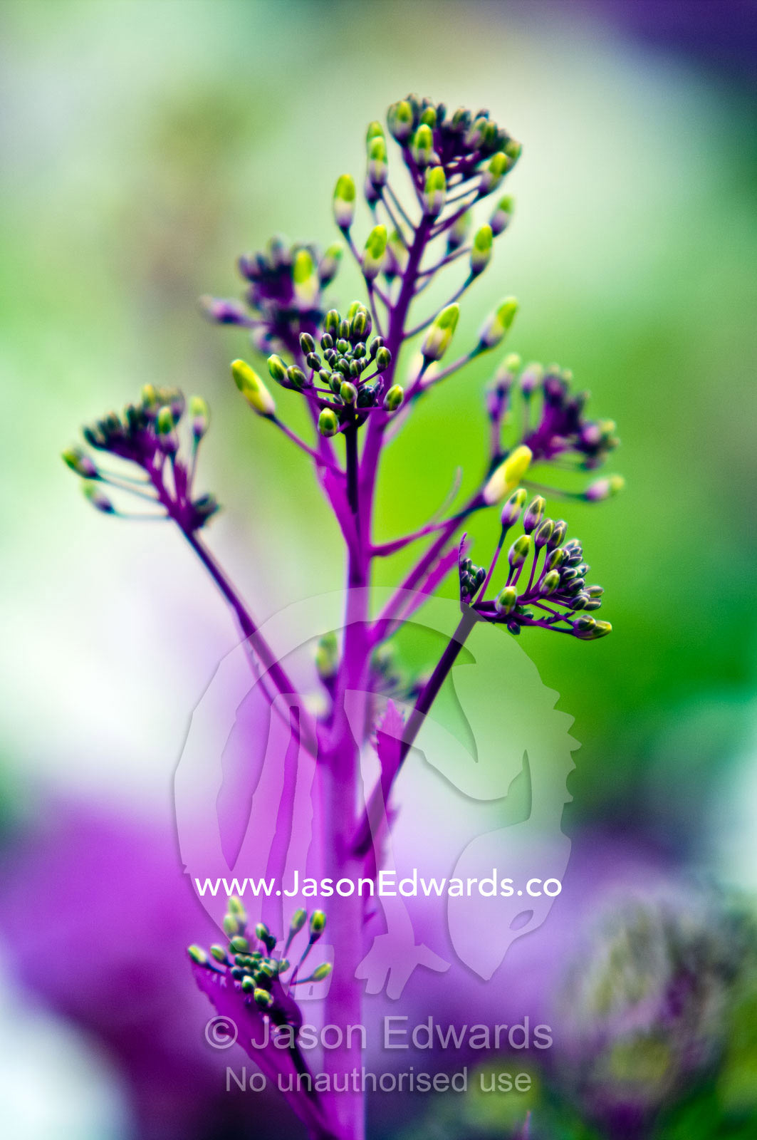 Bright purple and green flower bud clusters of ornamental cabbage. Ushuaia, Tierra del Fuego Archipelago, Straits of Magellan, Tierra del Fuego Province, Patagonia, Argentina.