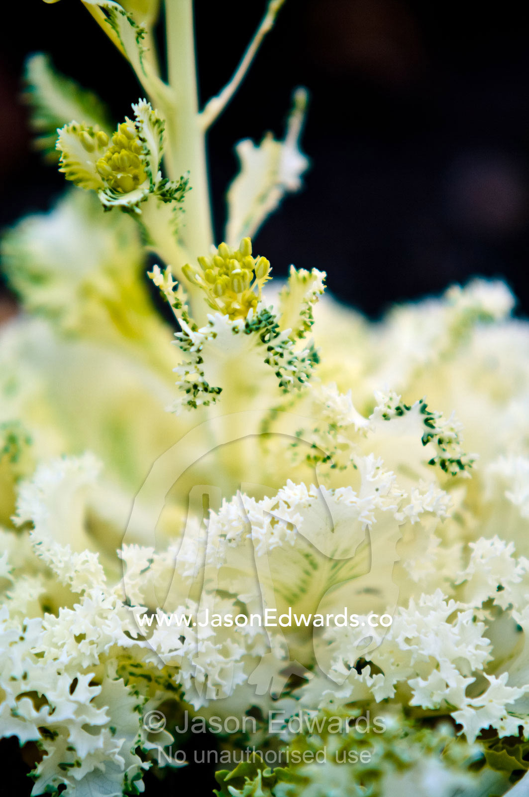 Bright lemon flower buds of ornamental cabbage in a street garden. Ushuaia, Tierra del Fuego Archipelago, Straits of Magellan, Tierra del Fuego Province, Patagonia, Argentina.