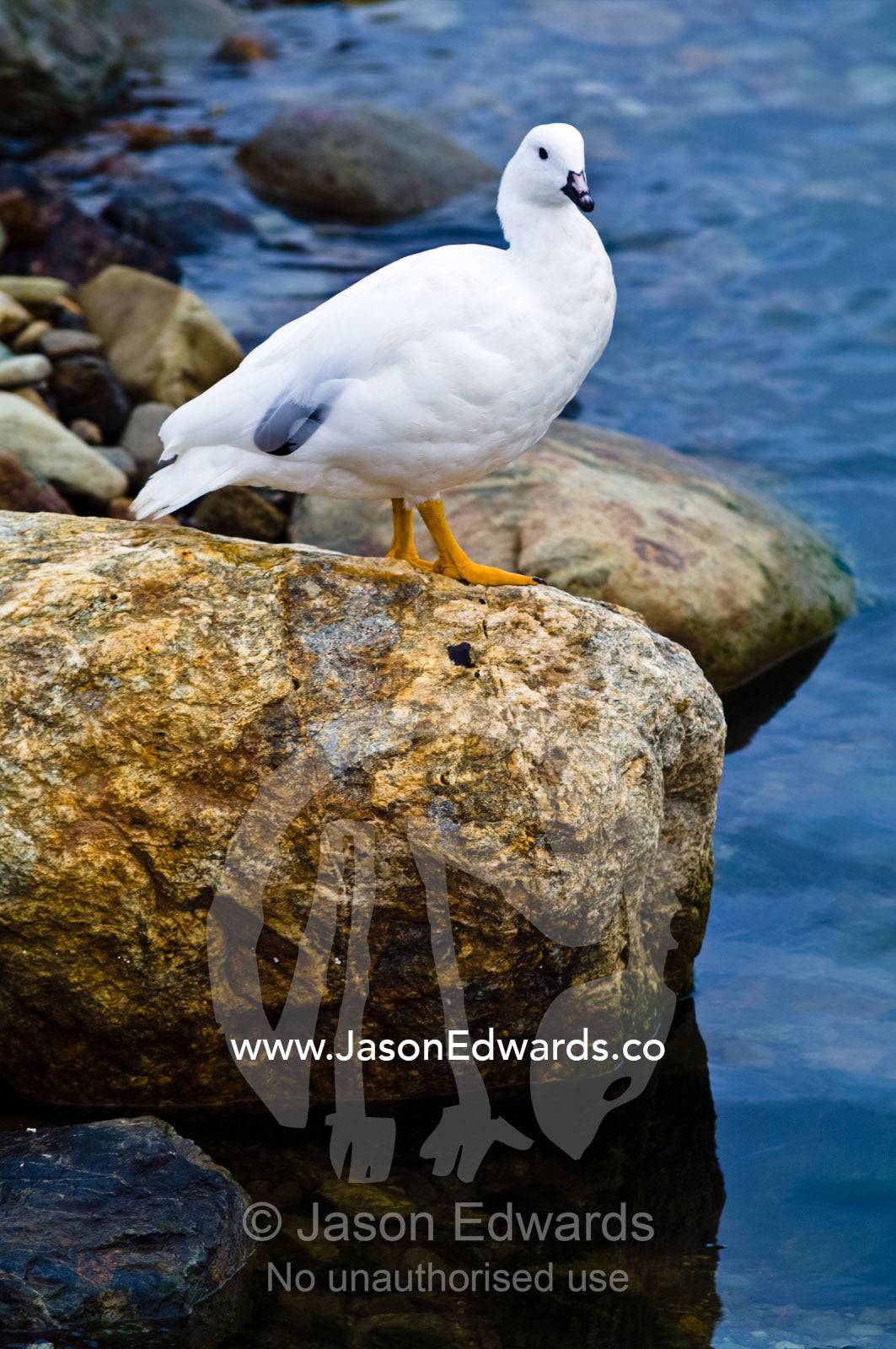 A snow white male Kelp Goose on a boulder by the ocean. Ushuaia, Tierra del Fuego Archipelago, Straits of Magellan, Tierra del Fuego Province, Patagonia, Argentina.