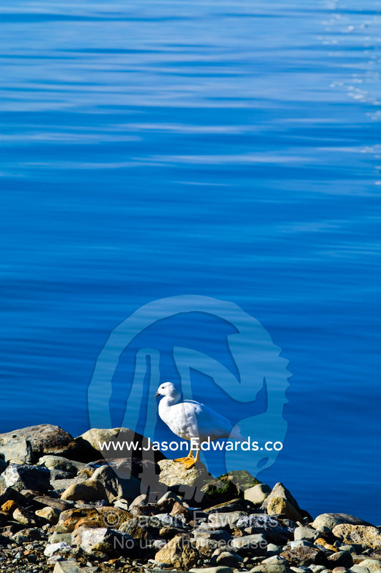 A snow white male Kelp Goose on a boulder by the ocean. Ushuaia, Tierra del Fuego Archipelago, Straits of Magellan, Tierra del Fuego Province, Patagonia, Argentina.