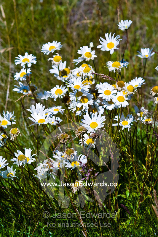 A cluster of Ox-eye Daisy flowers aka Marguerite on a grassy hillside. Ushuaia, Tierra del Fuego Archipelago, Fuegian Andes, Straits of Magellan, Tierra del Fuego Province, Patagonia, Argentina.