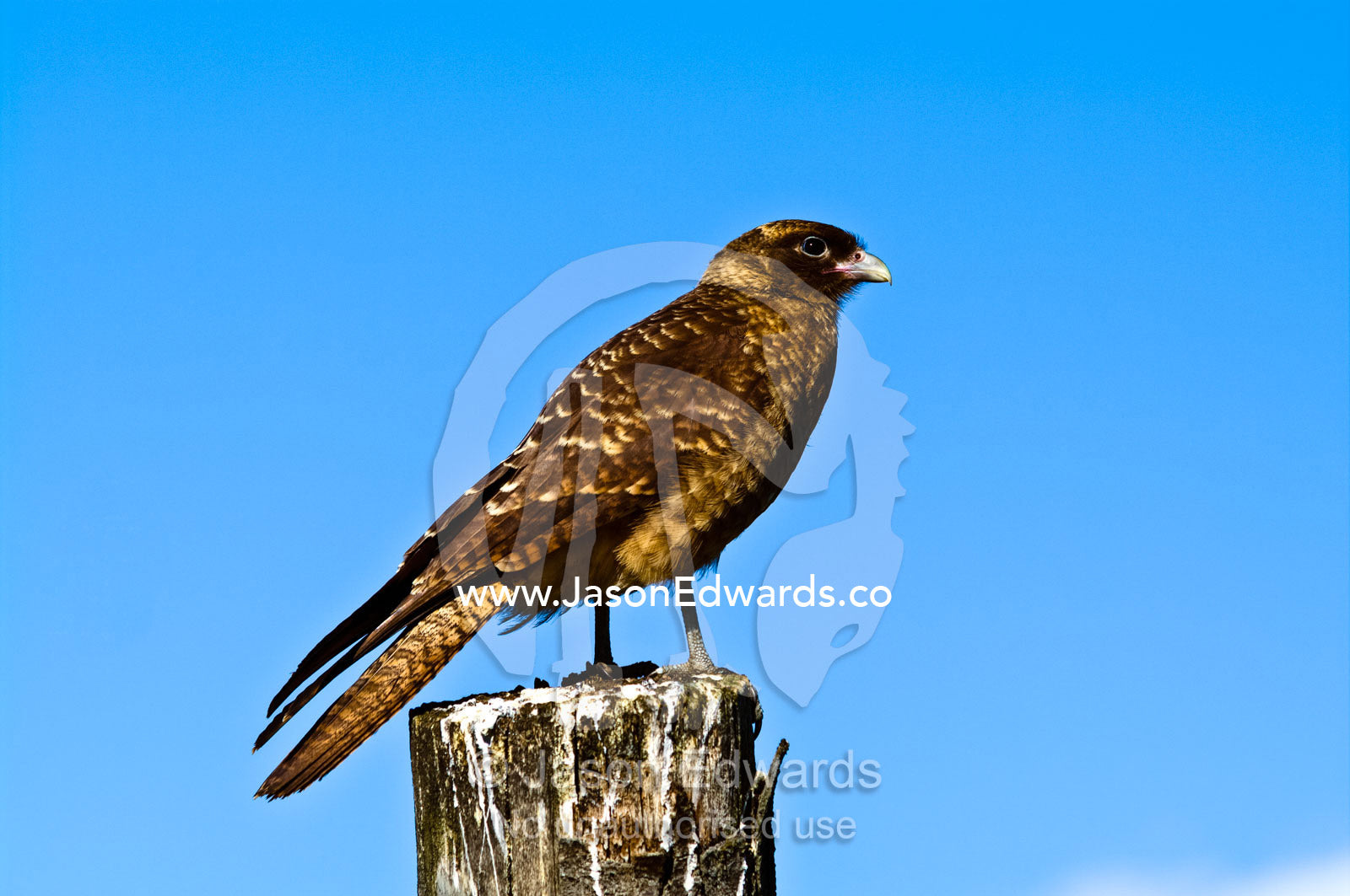 A Chimango Caracara, Milvago chimango, perched on a dead tree stump. Ushuaia, Martial Mountains, Fuegian Andes, Ushuaia Bay, The Beagle Channel, Tierra del Fuego Archipelago, Straits of Magellan, Tierra del Fuego Province, Patagonia, Argentina.
