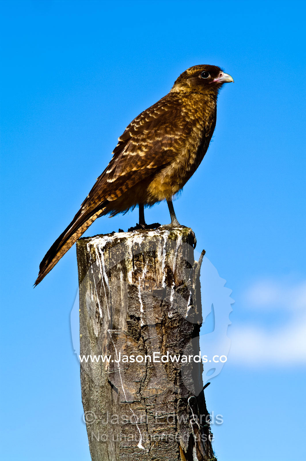 A Chimango Caracara, Milvago chimango, perched on a dead tree stump. Ushuaia, Martial Mountains, Fuegian Andes, Ushuaia Bay, The Beagle Channel, Tierra del Fuego Archipelago, Straits of Magellan, Tierra del Fuego Province, Patagonia, Argentina.
