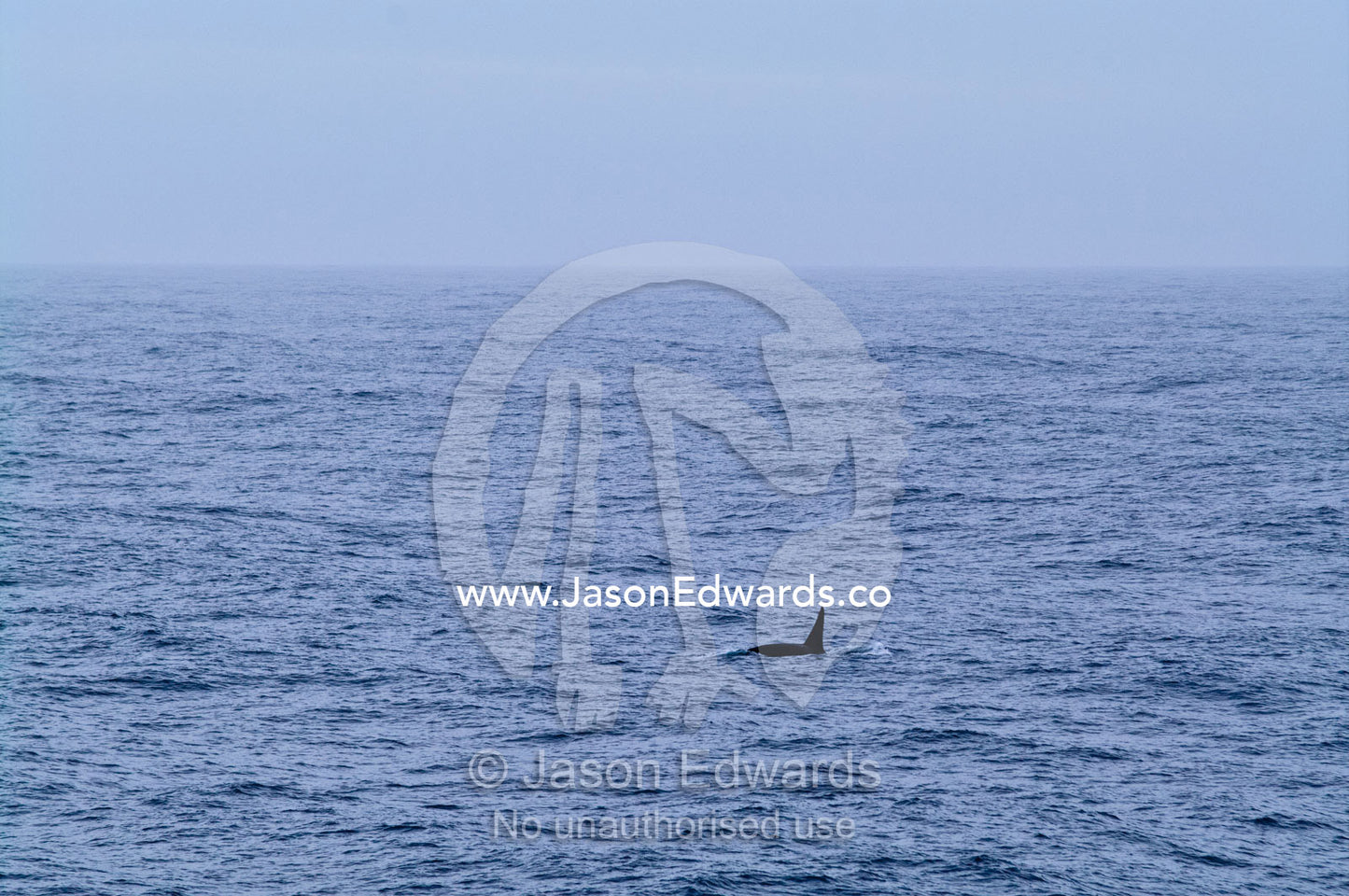 The dorsal fin of a lone Orca dwarfed by the vastness of the ocean. Drake Passage Antarctica south of Tierra del Fuego, Patagonia, Argentina.