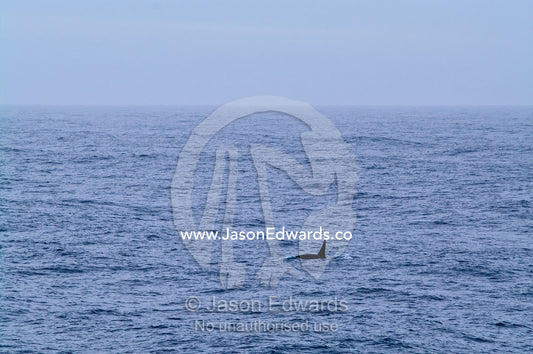 The dorsal fin of a lone Orca dwarfed by the vastness of the ocean. Drake Passage Antarctica south of Tierra del Fuego, Patagonia, Argentina.