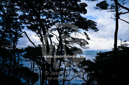 The brooding canopy of a beech forest overlooking the Beagle Channel. Ushuaia, Martial Mountains, Fuegian Andes, Ushuaia Bay, The Beagle Channel, Tierra del Fuego Archipelago, Straits of Magellan, Tierra del Fuego Province, Patagonia, Argentina.
