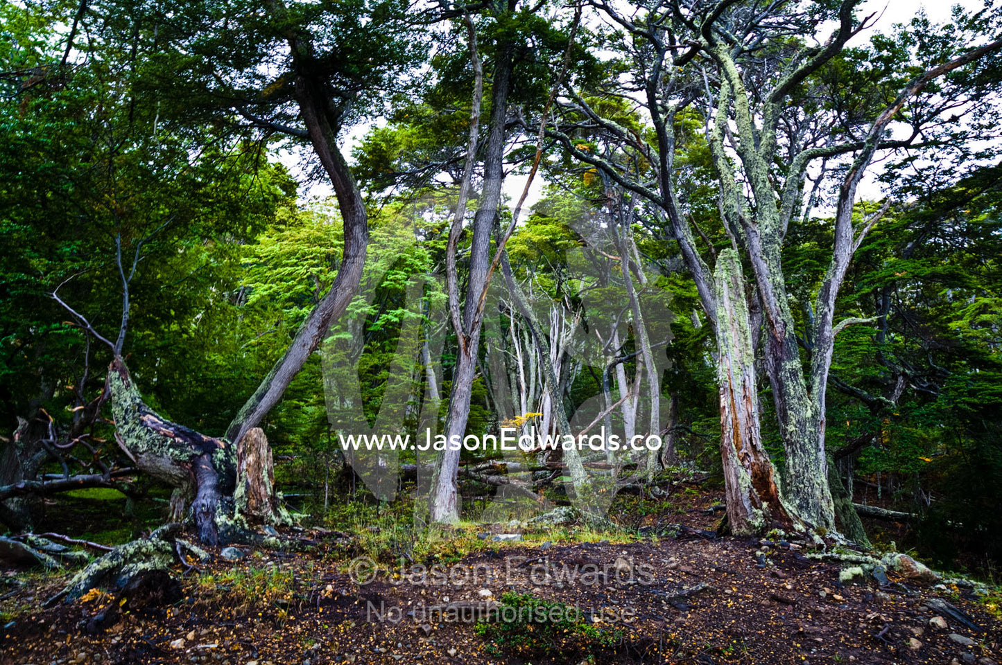 Moss and lichen cover the trunks of beech trees in a dark forest. Ushuaia, Martial Mountains, Fuegian Andes, Ushuaia Bay, The Beagle Channel, Tierra del Fuego Archipelago, Straits of Magellan, Tierra del Fuego Province, Patagonia, Argentina.