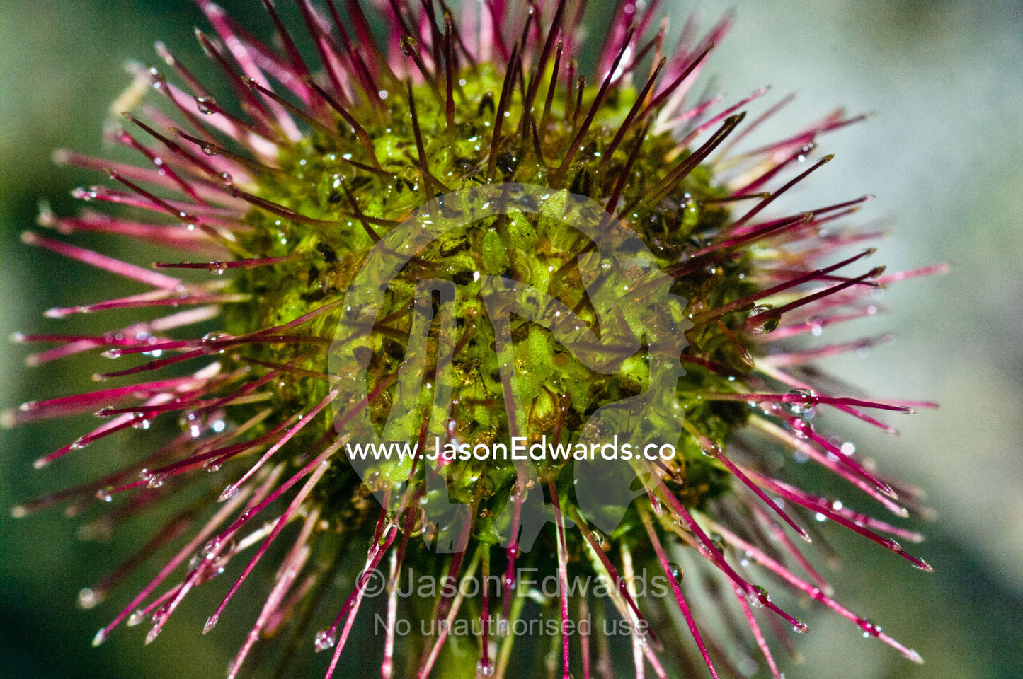Bright pink spikes surround the flower ball of the Greater Burnet. Ushuaia, Martial Mountains, Fuegian Andes, Ushuaia Bay, The Beagle Channel, Tierra del Fuego Archipelago, Straits of Magellan, Tierra del Fuego Province, Patagonia, Argentina.