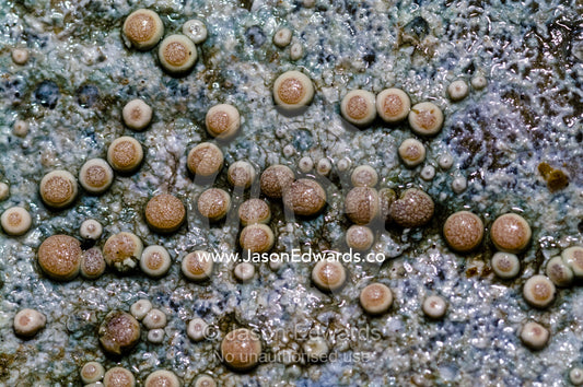 Crustose lichen with apothecia, spore-bearing structures on a boulder. Ushuaia, Martial Mountains, Fuegian Andes, Ushuaia Bay, The Beagle Channel, Tierra del Fuego Archipelago, Straits of Magellan, Tierra del Fuego Province, Patagonia, Argentina.