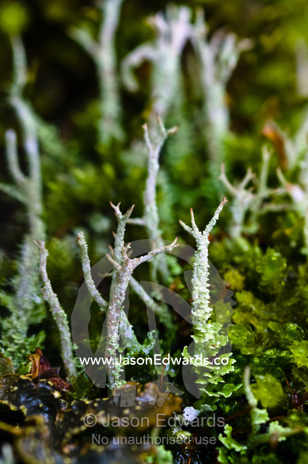 A Cladonia lichen colony growing on a boulder in a beech forest. Ushuaia, Martial Mountains, Fuegian Andes, Ushuaia Bay, The Beagle Channel, Tierra del Fuego Archipelago, Straits of Magellan, Tierra del Fuego Province, Patagonia, Argentina.