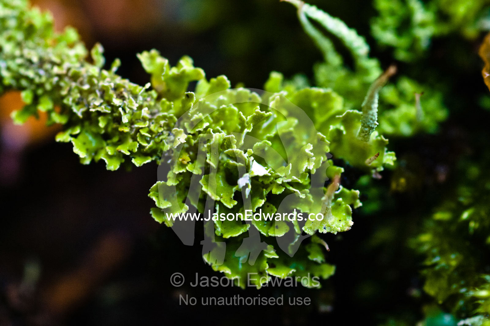 A Cladonia lichen colony growing on a boulder in a beech forest. Ushuaia, Martial Mountains, Fuegian Andes, Ushuaia Bay, The Beagle Channel, Tierra del Fuego Archipelago, Straits of Magellan, Tierra del Fuego Province, Patagonia, Argentina.