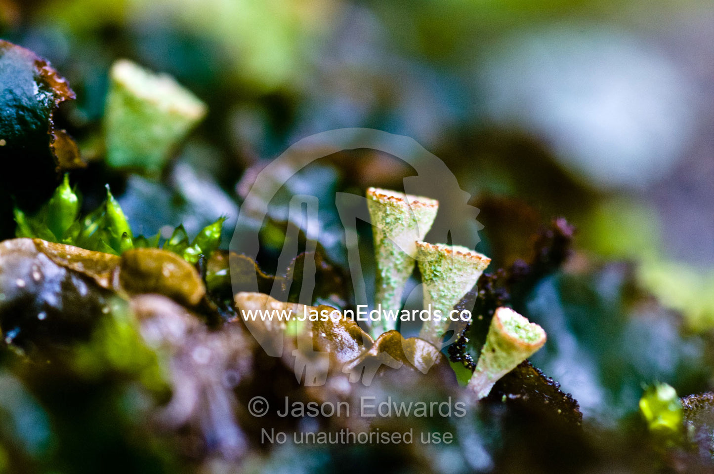 A Cladonia lichen colony growing on a boulder in a beech forest. Ushuaia, Martial Mountains, Fuegian Andes, Ushuaia Bay, The Beagle Channel, Tierra del Fuego Archipelago, Straits of Magellan, Tierra del Fuego Province, Patagonia, Argentina.