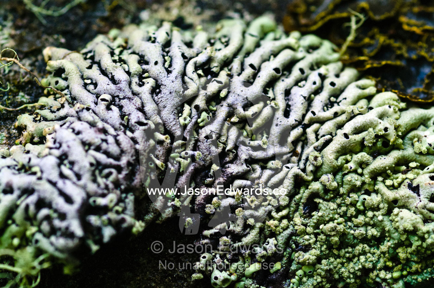 A Parmelia lichen colony growing on a boulder in a beech forest. Ushuaia, Martial Mountains, Fuegian Andes, Ushuaia Bay, The Beagle Channel, Tierra del Fuego Archipelago, Straits of Magellan, Tierra del Fuego Province, Patagonia, Argentina.