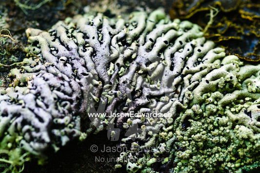 A Parmelia lichen colony growing on a boulder in a beech forest. Ushuaia, Martial Mountains, Fuegian Andes, Ushuaia Bay, The Beagle Channel, Tierra del Fuego Archipelago, Straits of Magellan, Tierra del Fuego Province, Patagonia, Argentina.