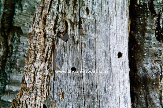 Holes in a tree trunk made by wood boring insects possibly wood wasps. Ushuaia, Martial Mountains, Fuegian Andes, Ushuaia Bay, The Beagle Channel, Tierra del Fuego Archipelago, Straits of Magellan, Tierra del Fuego Province, Patagonia, Argentina.