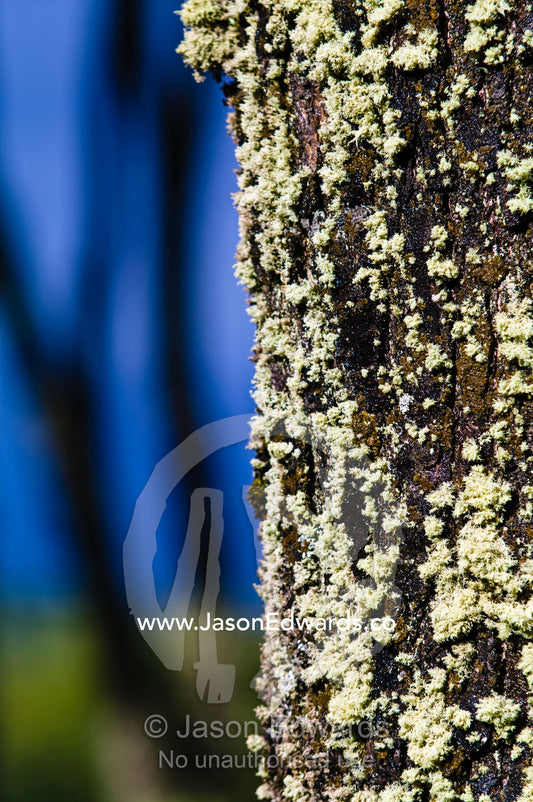 An Usnea lichen colony encrusts a beech tree trunk in a forest. Ushuaia, Martial Mountains, Fuegian Andes, Ushuaia Bay, The Beagle Channel, Tierra del Fuego Archipelago, Straits of Magellan, Tierra del Fuego Province, Patagonia, Argentina.