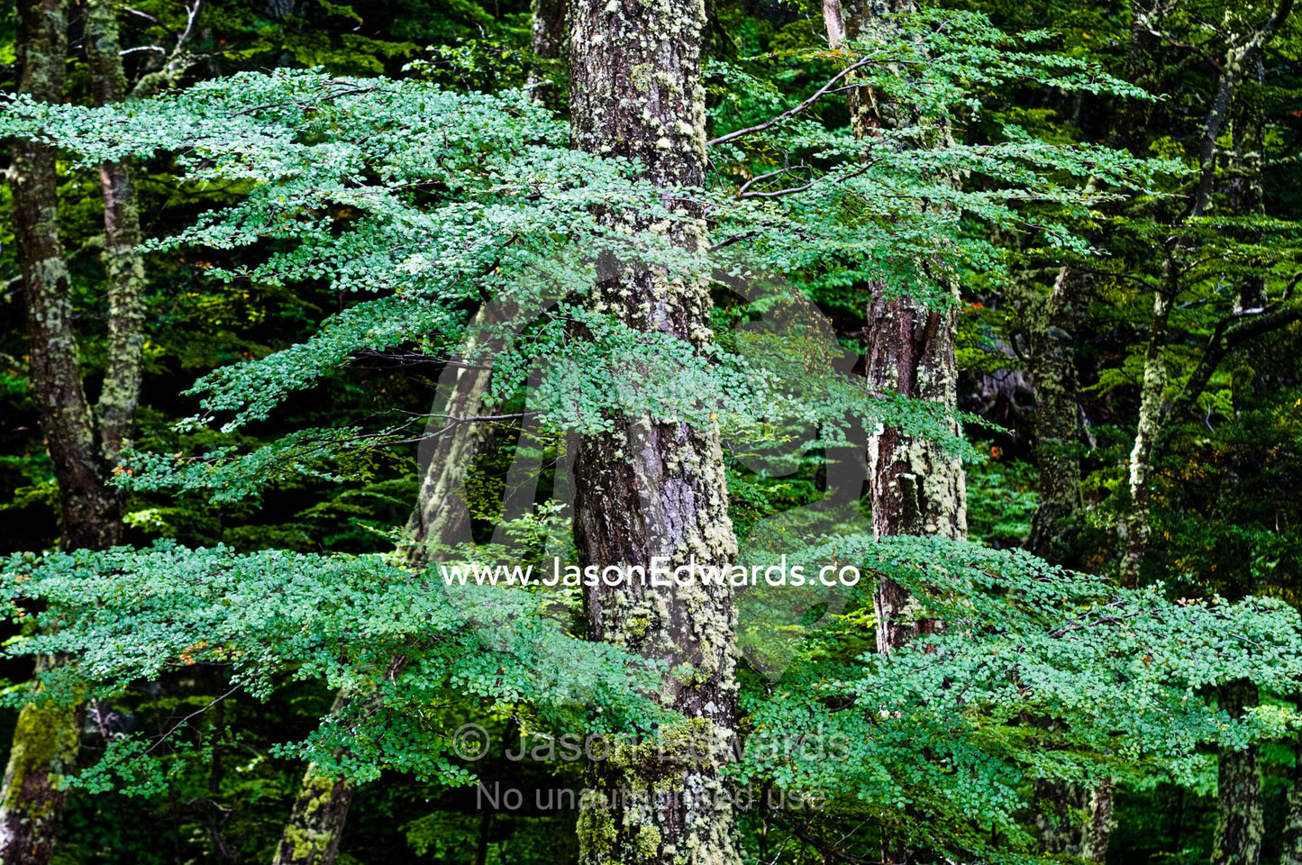 Moss and lichen encrust the trunks of beech trees by an alpine stream. Glacier El Martial, Ushuaia, Fuegian Andes, Tierra del Fuego Archipelago, Straits of Magellan, Tierra del Fuego Province, Patagonia, Argentina.
