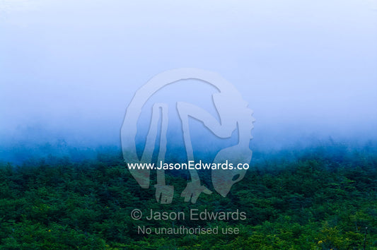 Cloud and mist shroud the canopy of a dense impenetrable beech forest. Glacier El Martial, Ushuaia, Fuegian Andes, Tierra del Fuego Archipelago, Straits of Magellan, Tierra del Fuego Province, Patagonia, Argentina.