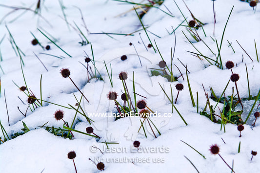 A colony of Greater Burnet flowers emerge from a light layer of snow. Glacier El Martial, Ushuaia, Fuegian Andes, Tierra del Fuego Archipelago, Straits of Magellan, Tierra del Fuego Province, Patagonia, Argentina.