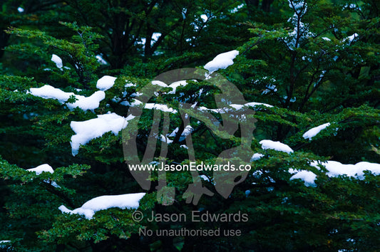 Clumps of snow collect on the sturdy boughs of a Southern Beech tree. Glacier El Martial, Ushuaia, Fuegian Andes, Tierra del Fuego Archipelago, Straits of Magellan, Tierra del Fuego Province, Patagonia, Argentina.