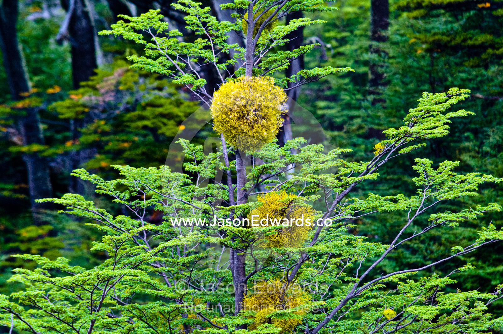 Patagonian Mistletoe on a Southern Beech tree, Nothofagus antarctica. Glacier El Martial, Ushuaia, Fuegian Andes, Tierra del Fuego Archipelago, Straits of Magellan, Tierra del Fuego Province, Patagonia, Argentina.