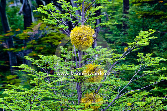 Patagonian Mistletoe on a Southern Beech tree, Nothofagus antarctica. Glacier El Martial, Ushuaia, Fuegian Andes, Tierra del Fuego Archipelago, Straits of Magellan, Tierra del Fuego Province, Patagonia, Argentina.