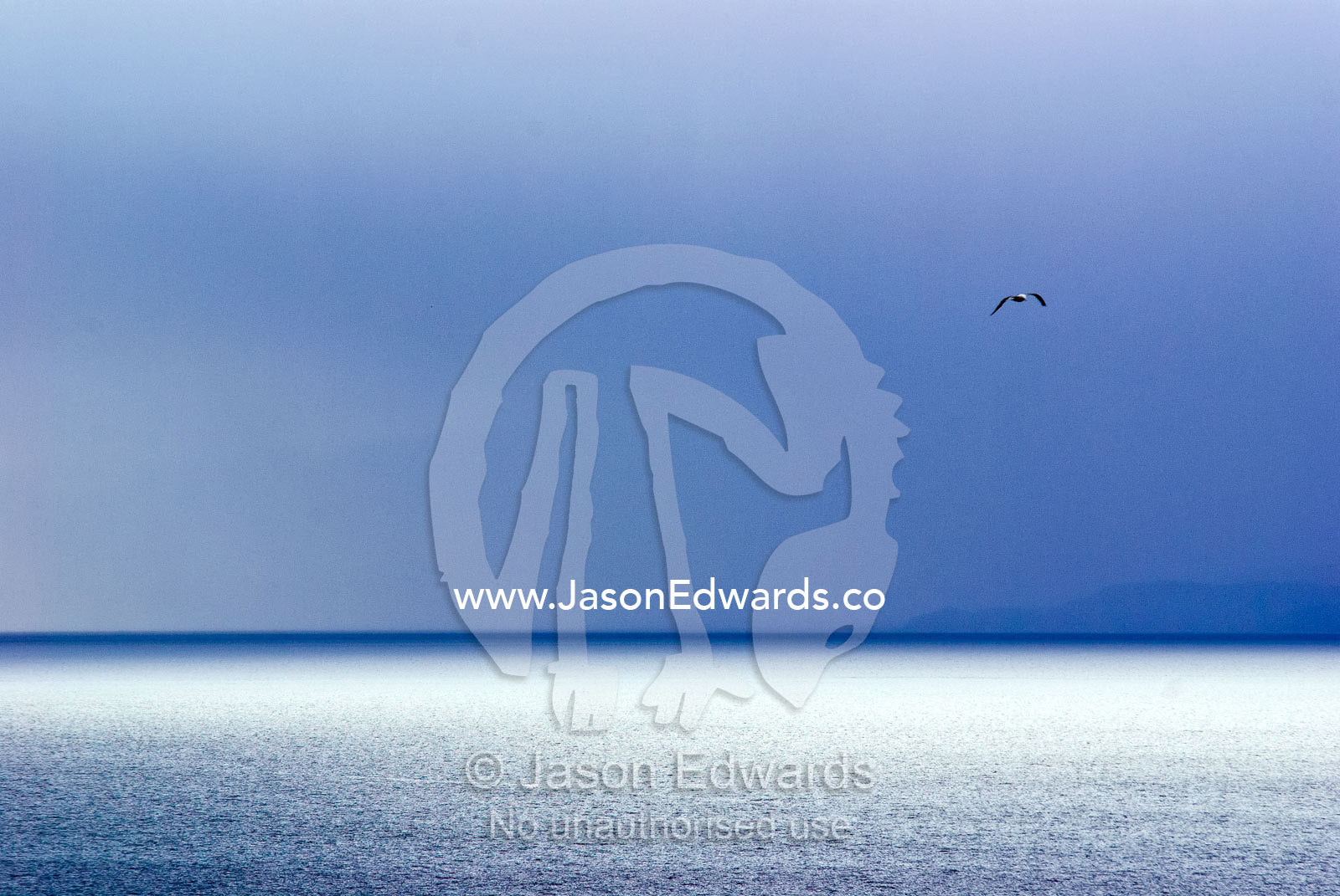 A lone gull in flight over a silver ocean and descending storm front. Ushuaia Bay, The Beagle Channel, Tierra del Fuego Archipelago, Straits of Magellan, Ushuaia, Tierra del Fuego Province, Patagonia, Argentina.