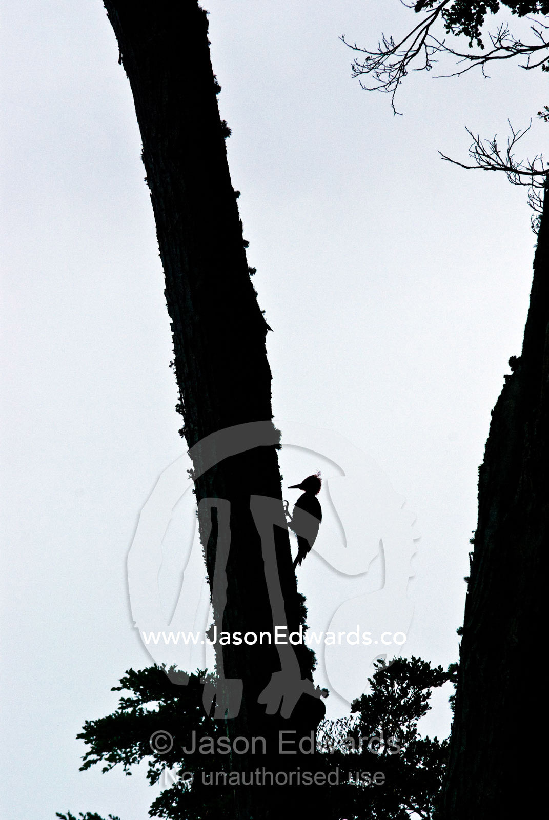 A male Magellanic Woodpecker hunts for insects on a Beech tree trunk. Ushuaia, Martial Mountains, Fuegian Andes, Ushuaia Bay, The Beagle Channel, Tierra del Fuego Archipelago, Straits of Magellan, Tierra del Fuego Province, Patagonia, Argentina.