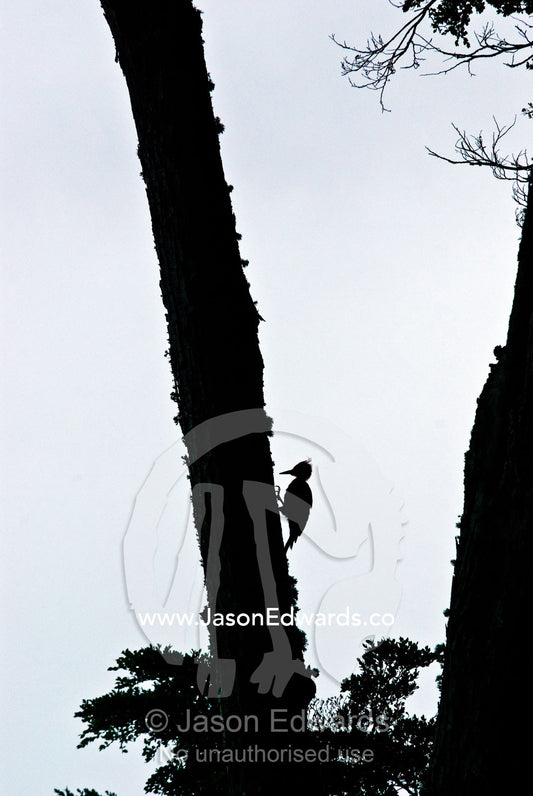 A male Magellanic Woodpecker hunts for insects on a Beech tree trunk. Ushuaia, Martial Mountains, Fuegian Andes, Ushuaia Bay, The Beagle Channel, Tierra del Fuego Archipelago, Straits of Magellan, Tierra del Fuego Province, Patagonia, Argentina.