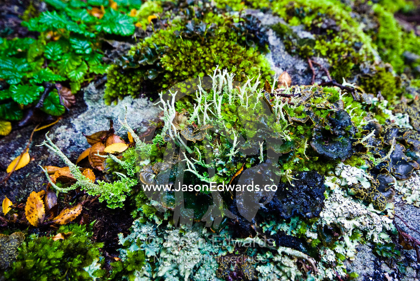 A lichen colony of spiky Cladonia, Peltigera blackfish and Parmelia. Ushuaia, Martial Mountains, Fuegian Andes, Ushuaia Bay, The Beagle Channel, Tierra del Fuego Archipelago, Straits of Magellan, Tierra del Fuego Province, Patagonia, Argentina.