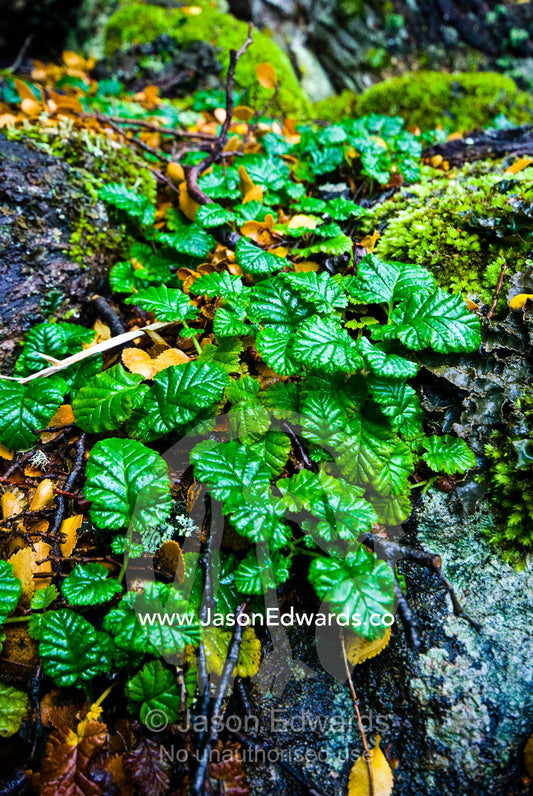 Rubus geoides a berry-producing plant growing on a forest boulder. Ushuaia, Martial Mountains, Fuegian Andes, Ushuaia Bay, The Beagle Channel, Tierra del Fuego Archipelago, Straits of Magellan, Tierra del Fuego Province, Patagonia, Argentina.