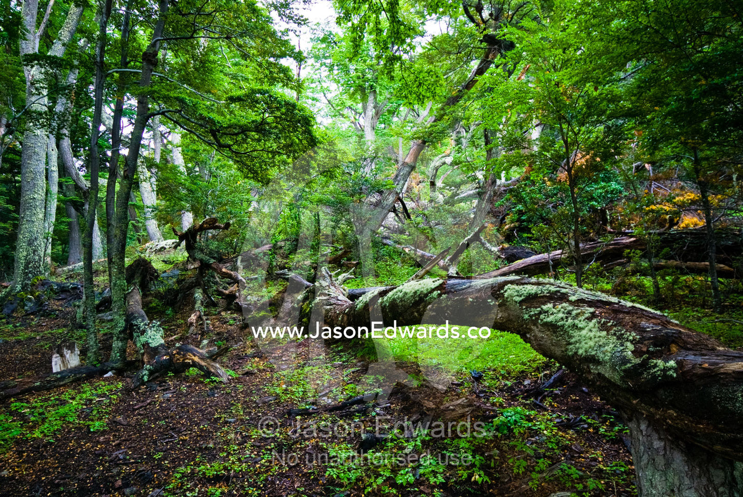 Moss covers the trunk of a fallen beech tree in a forest clearing. Ushuaia, Martial Mountains, Fuegian Andes, Ushuaia Bay, The Beagle Channel, Tierra del Fuego Archipelago, Straits of Magellan, Tierra del Fuego Province, Patagonia, Argentina.