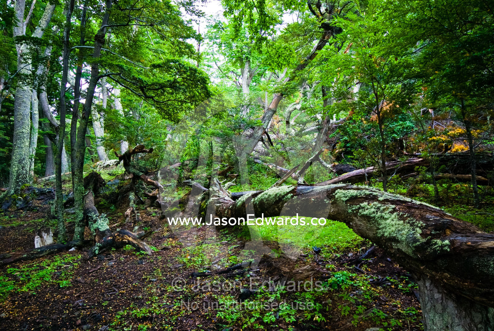 Moss covers the trunk of a fallen beech tree in a forest clearing. Ushuaia, Martial Mountains, Fuegian Andes, Ushuaia Bay, The Beagle Channel, Tierra del Fuego Archipelago, Straits of Magellan, Tierra del Fuego Province, Patagonia, Argentina.