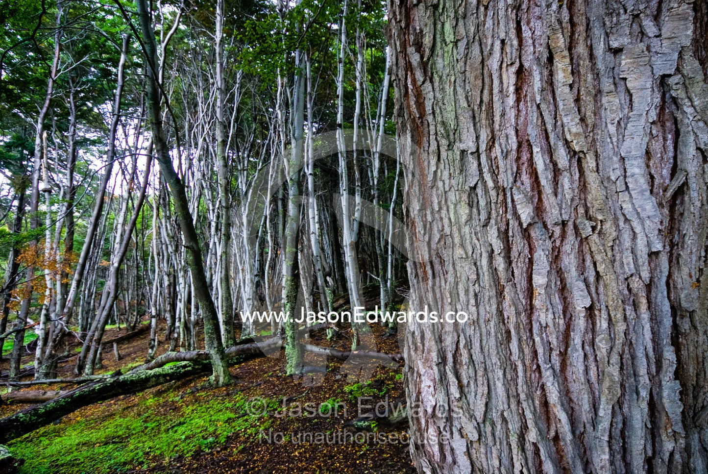 The ribbed bark of a beech tree trunk in a mountain forest clearing. Ushuaia, Martial Mountains, Fuegian Andes, Ushuaia Bay, The Beagle Channel, Tierra del Fuego Archipelago, Straits of Magellan, Tierra del Fuego Province, Patagonia, Argentina.