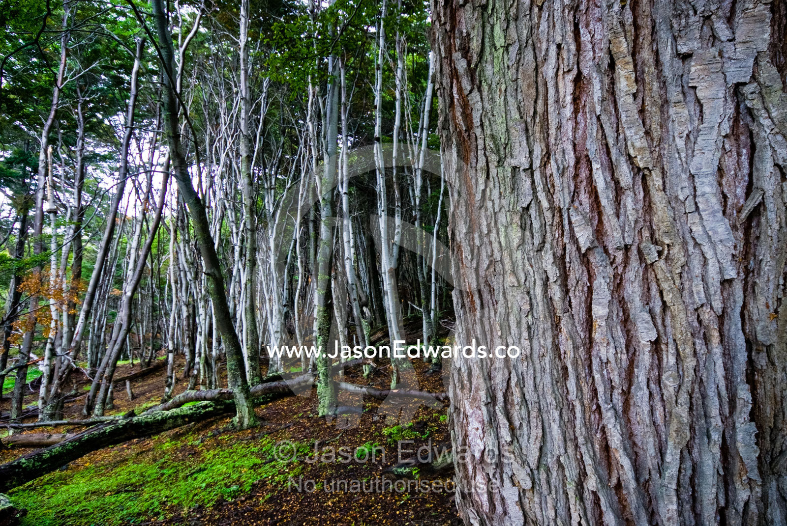 The ribbed bark of a beech tree trunk in a mountain forest clearing. Ushuaia, Martial Mountains, Fuegian Andes, Ushuaia Bay, The Beagle Channel, Tierra del Fuego Archipelago, Straits of Magellan, Tierra del Fuego Province, Patagonia, Argentina.
