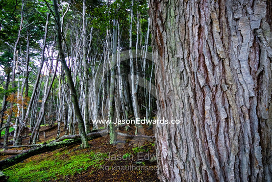 The ribbed bark of a beech tree trunk in a mountain forest clearing. Ushuaia, Martial Mountains, Fuegian Andes, Ushuaia Bay, The Beagle Channel, Tierra del Fuego Archipelago, Straits of Magellan, Tierra del Fuego Province, Patagonia, Argentina.