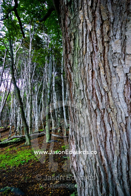 The ribbed bark of a beech tree trunk in a mountain forest clearing. Ushuaia, Martial Mountains, Fuegian Andes, Ushuaia Bay, The Beagle Channel, Tierra del Fuego Archipelago, Straits of Magellan, Tierra del Fuego Province, Patagonia, Argentina.