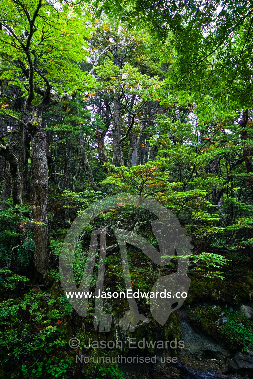 A primeval dense and lush Southern Beech forest in an alpine valley. Glacier El Martial, Ushuaia, Fuegian Andes, Tierra del Fuego Archipelago, Straits of Magellan, Tierra del Fuego Province, Patagonia, Argentina.