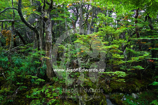 A primeval dense and lush Southern Beech forest in an alpine valley. Glacier El Martial, Ushuaia, Fuegian Andes, Tierra del Fuego Archipelago, Straits of Magellan, Tierra del Fuego Province, Patagonia, Argentina.