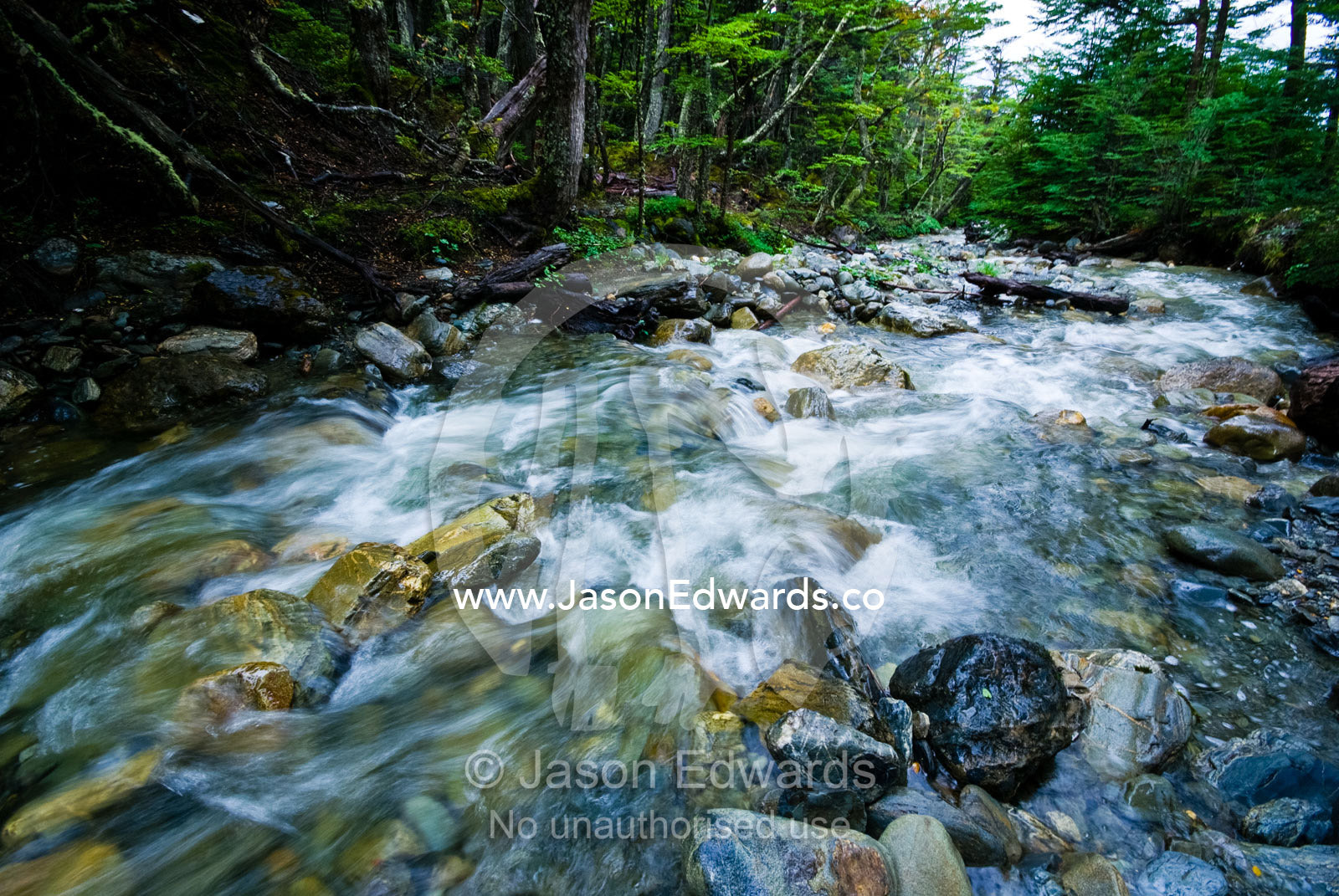 A pristine alpine stream flows through an ancient, lush beech forest. Glacier El Martial, Ushuaia, Fuegian Andes, Tierra del Fuego Archipelago, Straits of Magellan, Tierra del Fuego Province, Patagonia, Argentina.