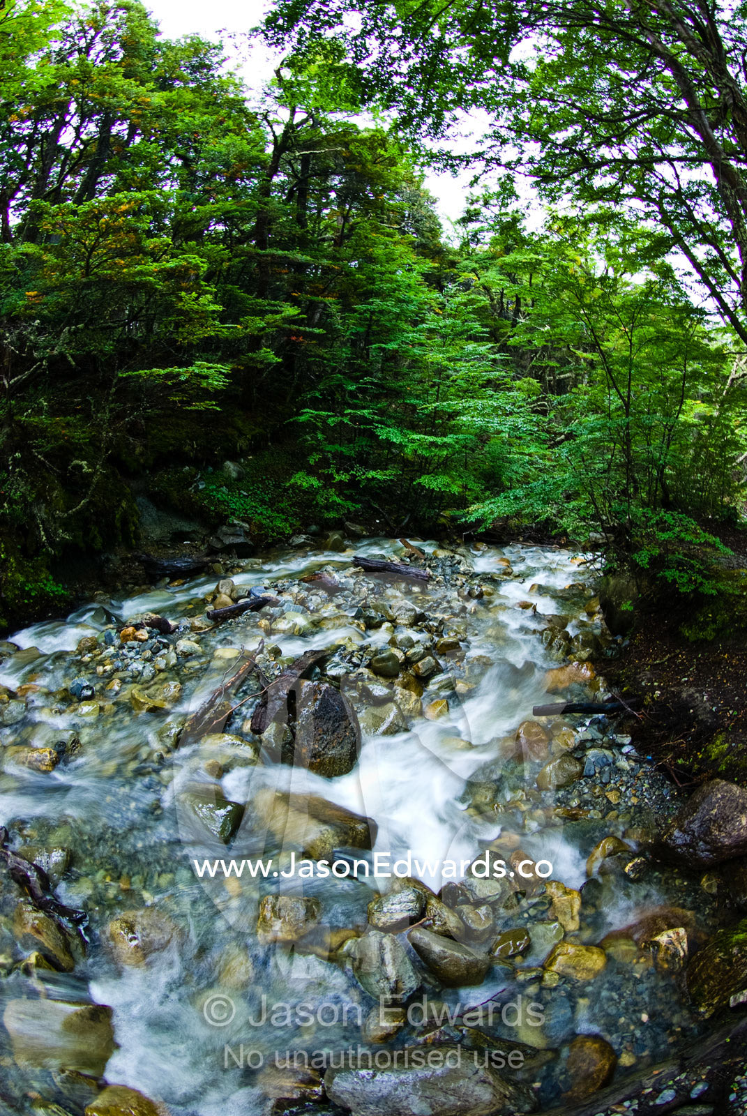 A pristine alpine stream flows through an ancient, lush beech forest. Glacier El Martial, Ushuaia, Fuegian Andes, Tierra del Fuego Archipelago, Straits of Magellan, Tierra del Fuego Province, Patagonia, Argentina.