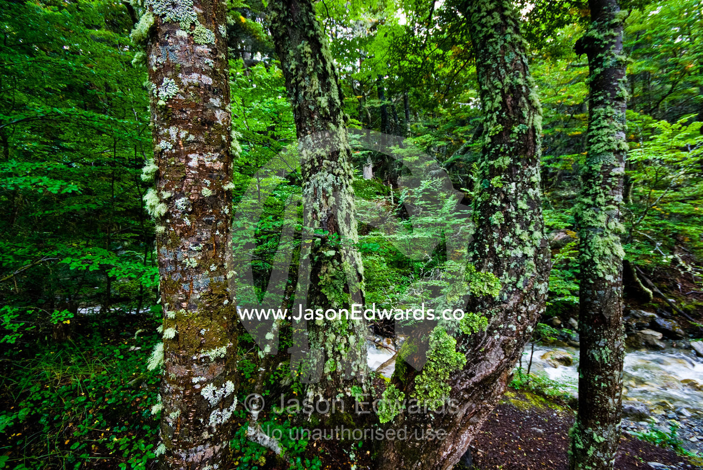 Moss and lichen encrust the trunks of beech trees by an alpine stream. Glacier El Martial, Ushuaia, Fuegian Andes, Tierra del Fuego Archipelago, Straits of Magellan, Tierra del Fuego Province, Patagonia, Argentina.