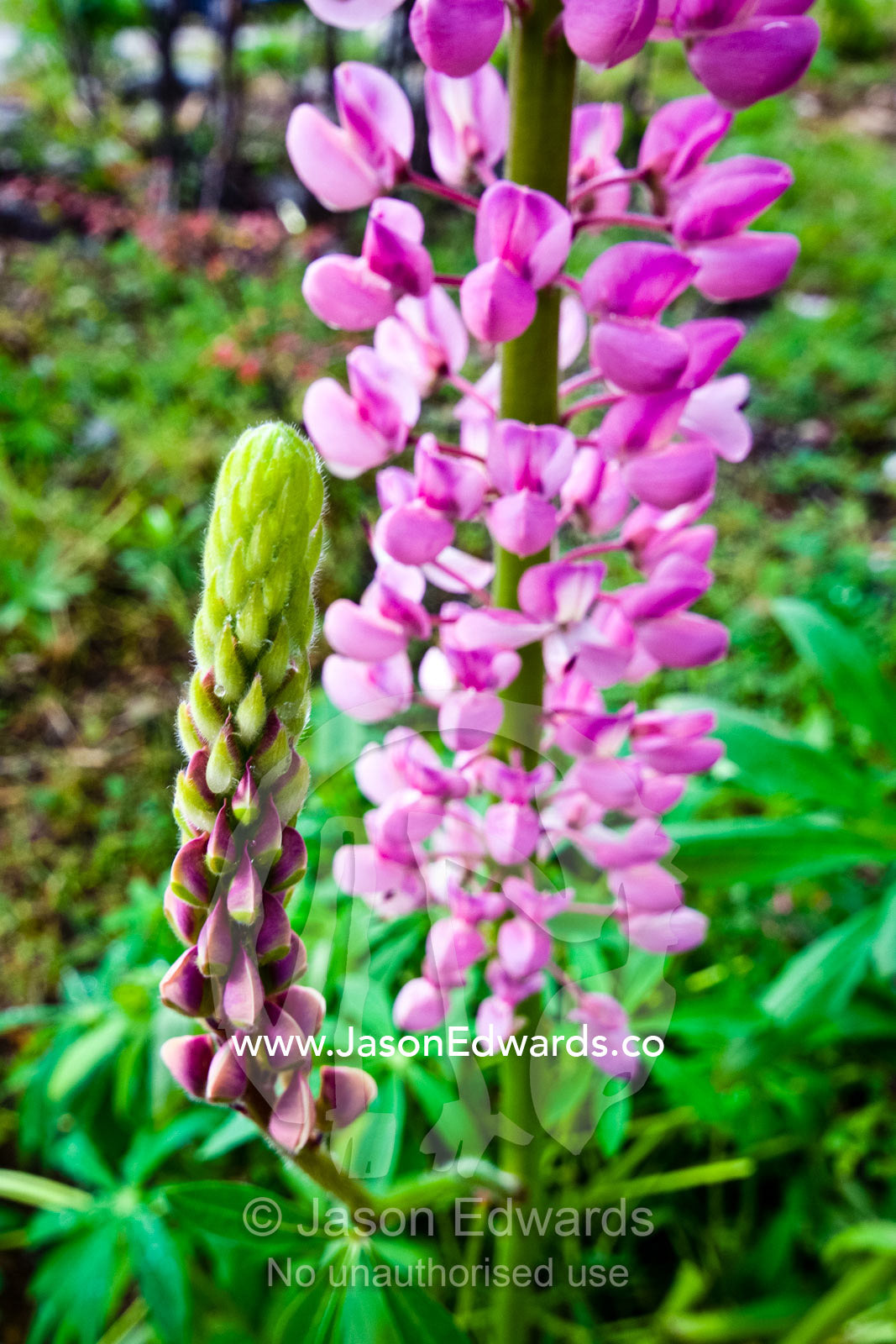 A bloom of bright pink Lupin flower petals decorate a mountainside. Glacier El Martial, Ushuaia, Fuegian Andes, Tierra del Fuego Archipelago, Straits of Magellan, Tierra del Fuego Province, Patagonia, Argentina.