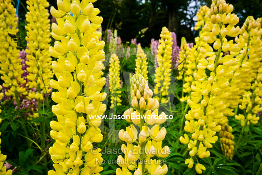 A bloom of bright pink Lupin flower petals decorate a mountainside. Glacier El Martial, Ushuaia, Fuegian Andes, Tierra del Fuego Archipelago, Straits of Magellan, Tierra del Fuego Province, Patagonia, Argentina.