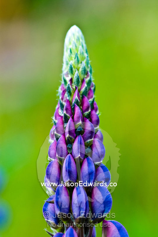 A bloom of bright purple Lupine flower petals decorate a mountainside. Glacier El Martial, Ushuaia, Fuegian Andes, Tierra del Fuego Archipelago, Straits of Magellan, Tierra del Fuego Province, Patagonia, Argentina.