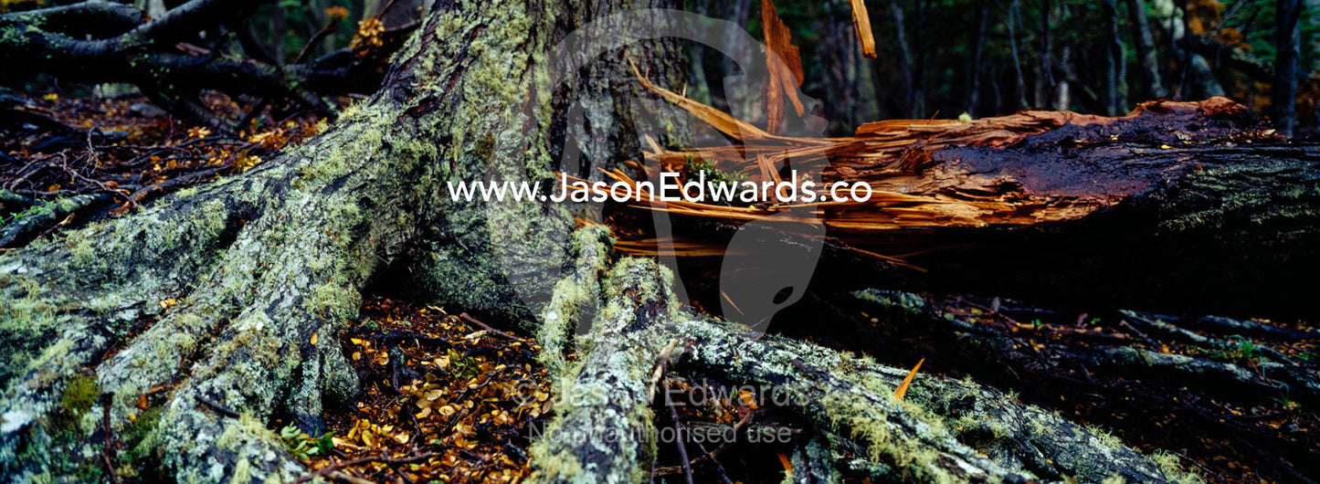 Moss and lichen cover gnarled roots of a beech tree in a dark forest. Ushuaia, Martial Mountains, Fuegian Andes, Ushuaia Bay, The Beagle Channel, Tierra del Fuego Archipelago, Straits of Magellan, Tierra del Fuego Province, Patagonia, Argentina.