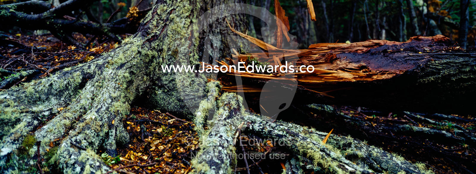 Moss and lichen cover gnarled roots of a beech tree in a dark forest. Ushuaia, Martial Mountains, Fuegian Andes, Ushuaia Bay, The Beagle Channel, Tierra del Fuego Archipelago, Straits of Magellan, Tierra del Fuego Province, Patagonia, Argentina.